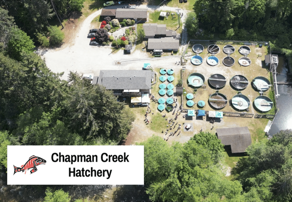 Salmon enhancement at the Chapman Creek Hatchery