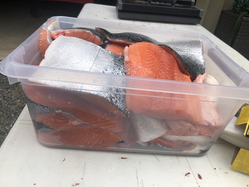 Freshly cut wild salmon fillets packed into a large, clear plastic brining container on a white prep table. The vibrant orange flesh and silver skins are visible as the salmon is prepared for the liquid brine stage of the West Coast smoking process.