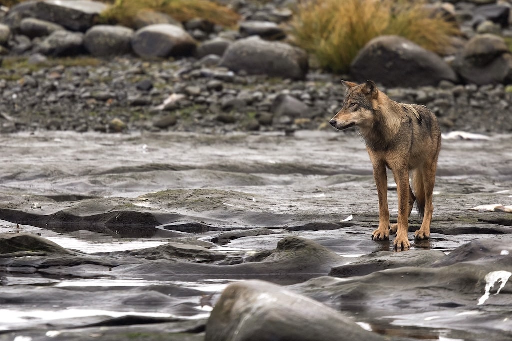 A rare coastal sea wolf standing proudly along the rocky marine shores of Vancouver Island.