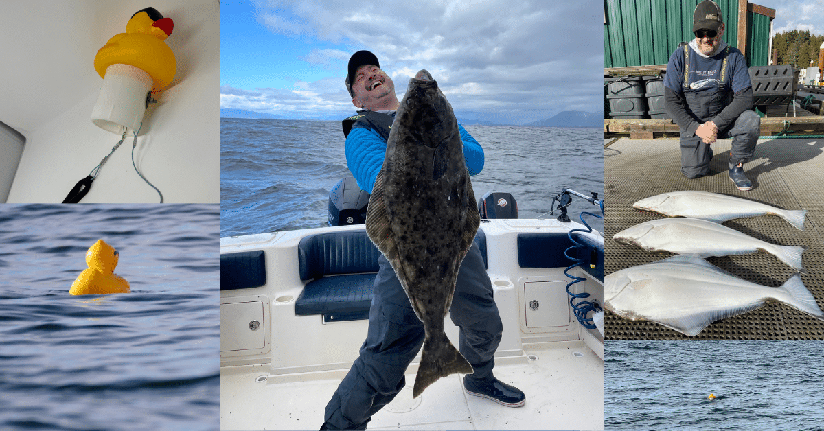 A professional collage demonstrating float fishing for halibut techniques, featuring a massive flatfish caught on a boat, the DIY duck rig components, and three halibut laid out on the dock.