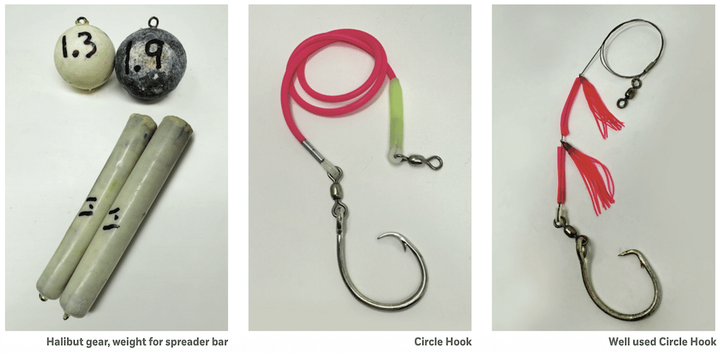 Duck Hunting: The Wild World of Float Fishing for Halibut Close-up of terminal halibut fishing gear including heavy lead spreader bar weights, glow sticks, and two rigged circle hooks.