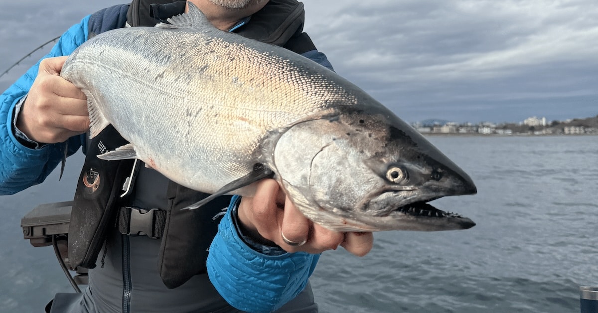 West Coast angler holding a fresh Chinook salmon on the water, illustrating proposed BC sport fishing regulation updates.