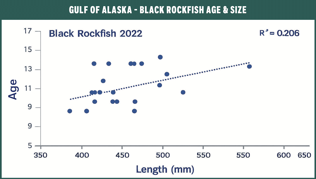 Scatter plot graph comparing age vs length in millimeters for 2022 Gulf of Alaska black rockfish.