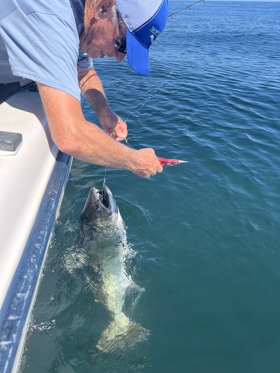 Clyde Wicks releasing a Fraser River Chinook salmon near Entrance Island in the Strait of Georgia.