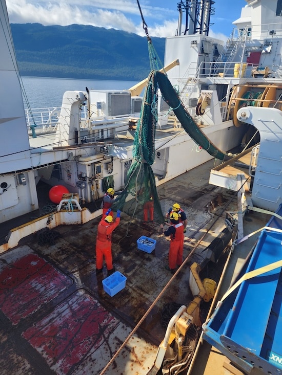 DFO research crew emptying a trawl net with a catch of juvenile Fraser River Chinook salmon in the Strait of Georgia.