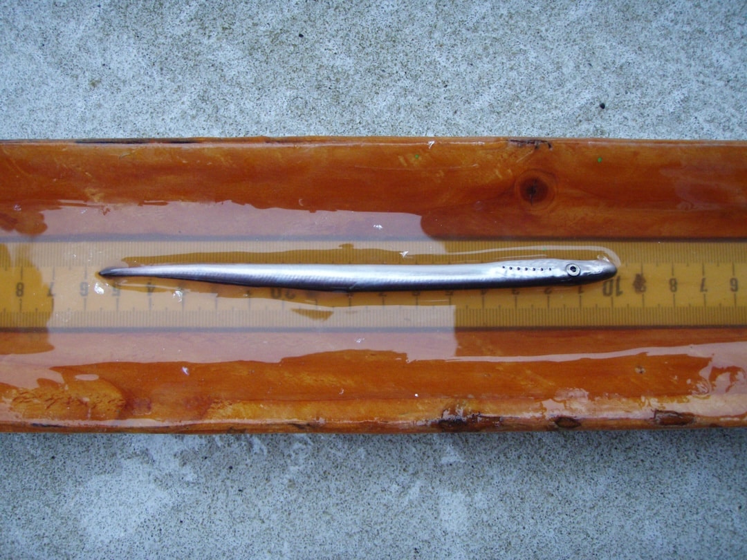 Juvenile river lamprey measured in a research tray after one week in the ocean.