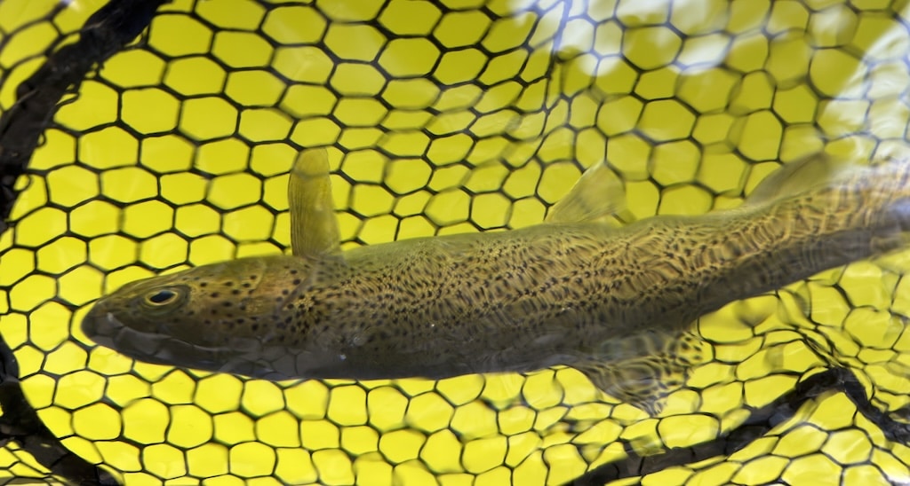 A Stillmaniac Review & Pilgrimage: Fly Fishing for Coastal Cutthroat Trout in Powell River A coastal cutthroat trout resting completely submerged underwater inside a protective fishing net
