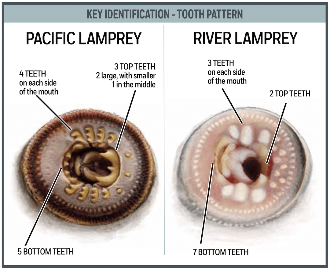Tooth pattern comparison between Pacific Lamprey and River Lamprey mouth structures.