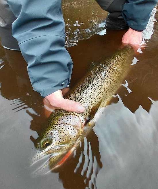 A Stillmaniac Review & Pilgrimage: Fly Fishing for Coastal Cutthroat Trout in Powell River A trophy-sized coastal cutthroat trout with a bright orange throat slash being gently held in the water during release