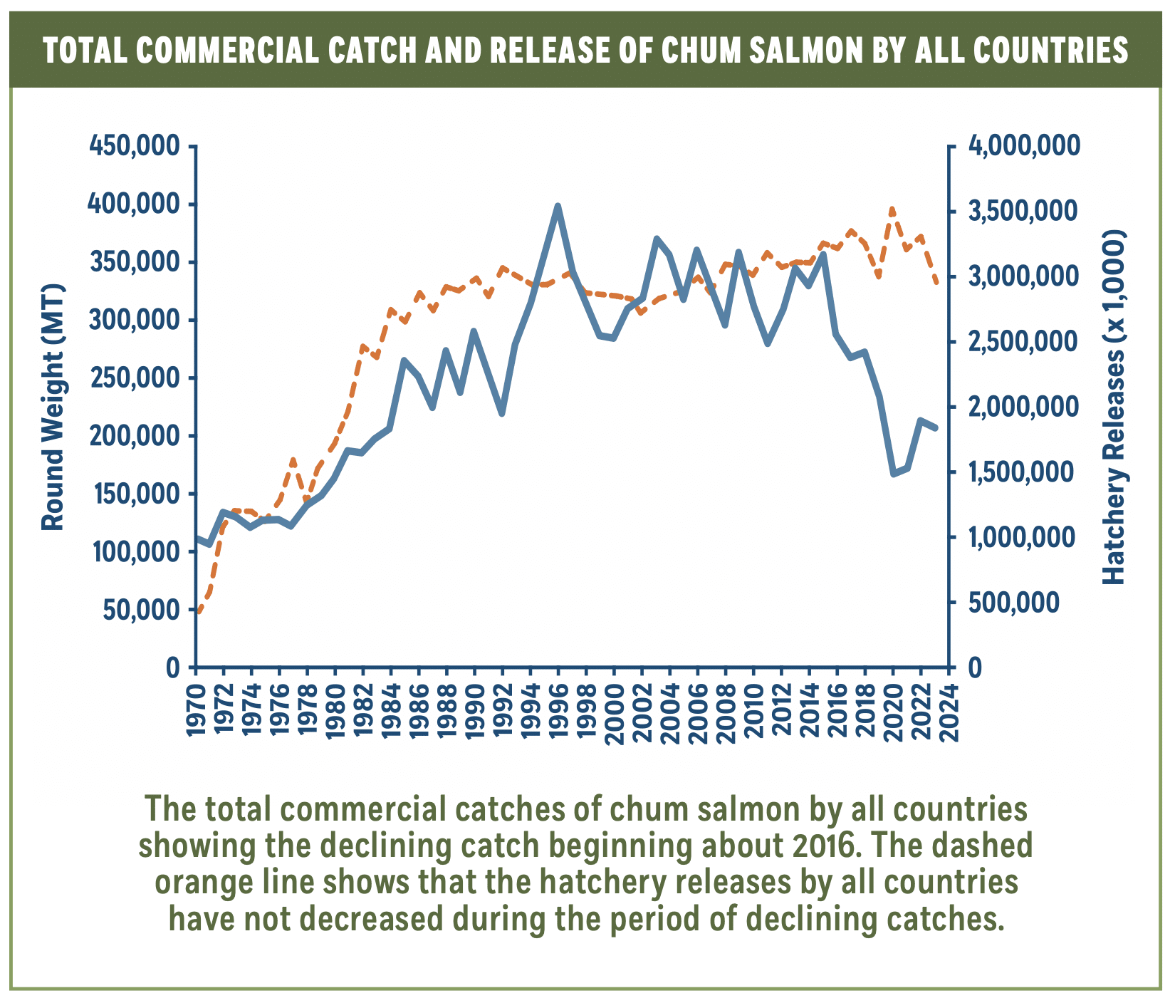 Graph comparing international commercial catch decline against hatchery releases during chum salmon ocean migration research.