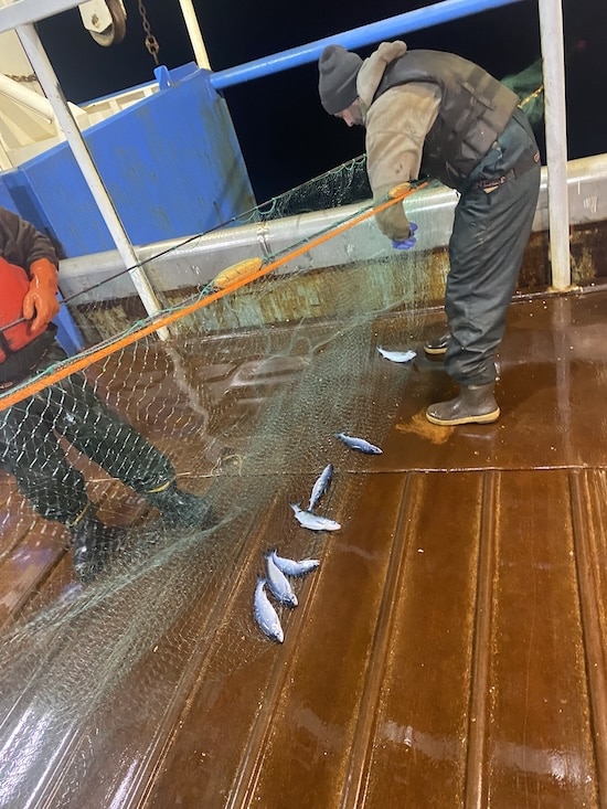Seven juvenile chum salmon caught in a 2 meter section of research gillnet in the Gulf of Alaska.