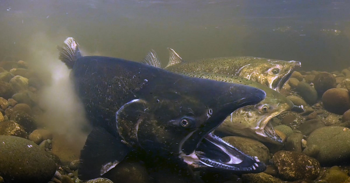 Underwater view of Fraser River Chinook salmon on freshwater spawning beds in British Columbia