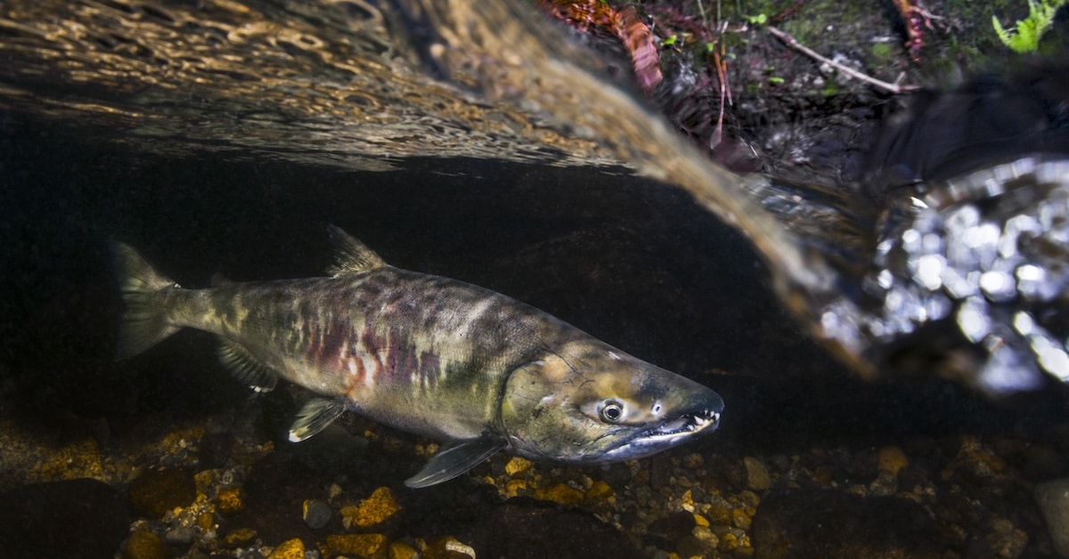 Underwater view of an adult chum salmon during chum salmon ocean migration in British Columbia.