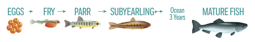 Diagram showing Fraser River Chinook salmon life history stages from eggs, fry, parr, and subyearling to mature adult fish.