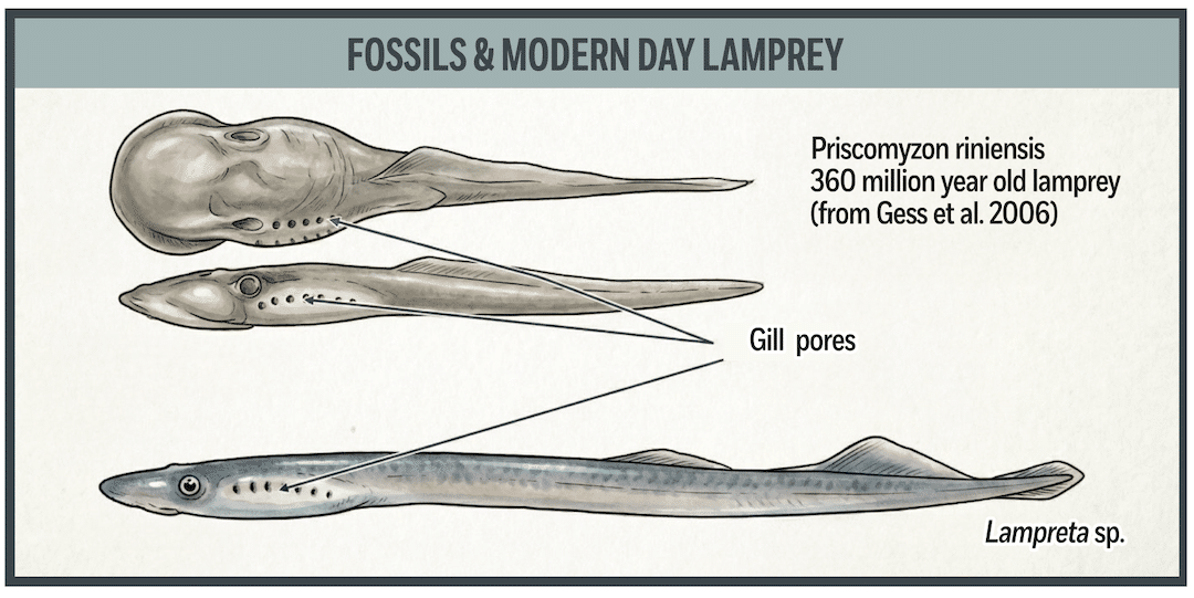 Illustration comparing 360 million year old lamprey fossil Priscomyzon riniensis with modern day Lampreta lamprey species.