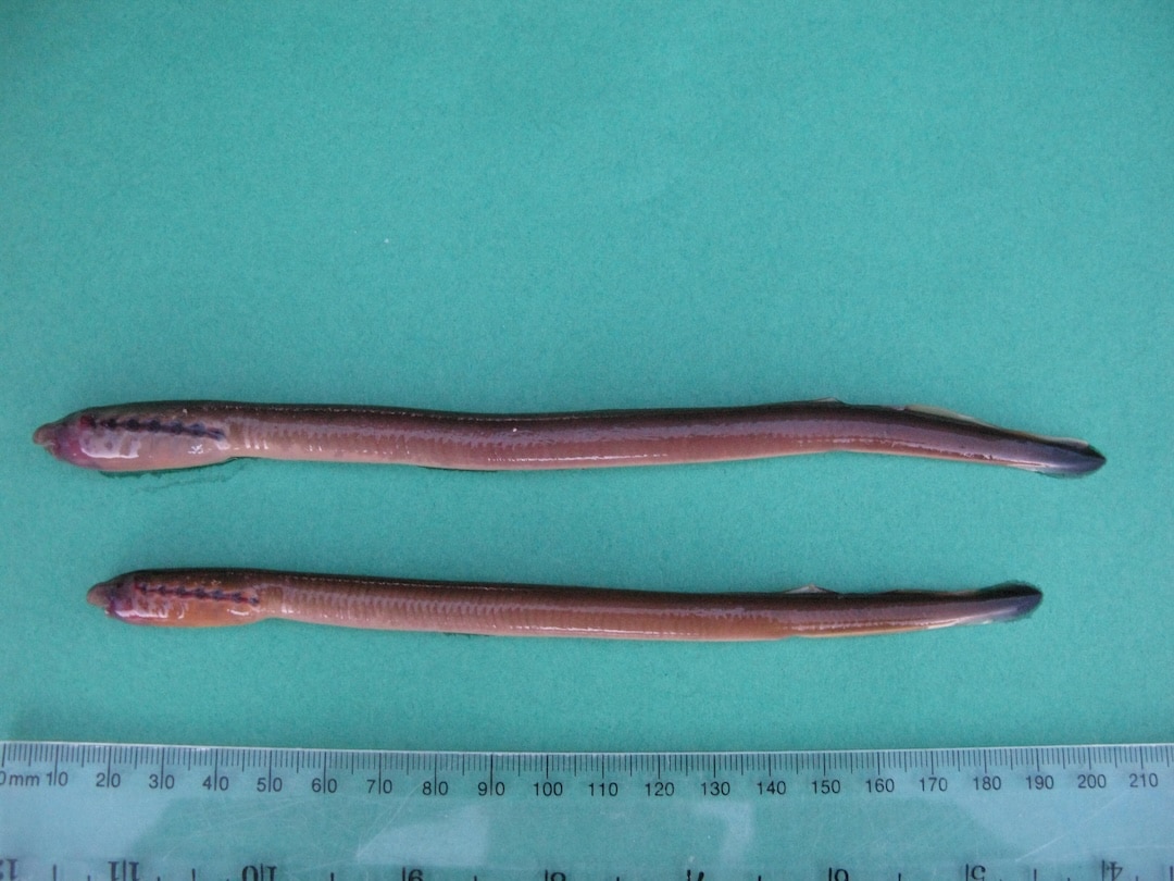 Two larval lamprey ammocoetes measured on a ruler on a green background.