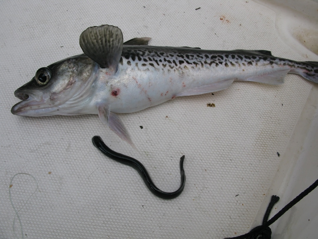 Juvenile Pacific lamprey feeding on a walleye pollock caught in the Strait of Georgia.