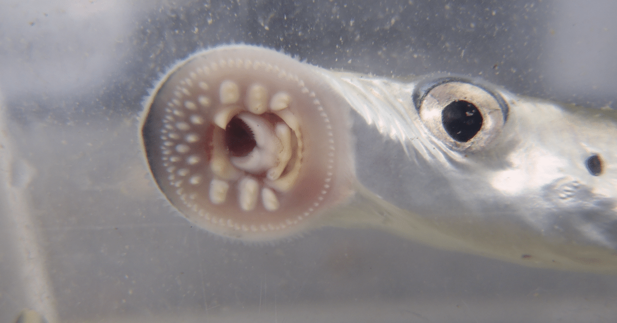 Close-up mouth of a river lamprey juvenile chinook salmon predator showing sharp tooth structure.