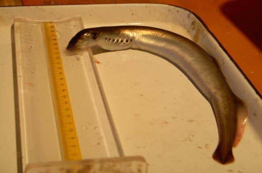 River lamprey specimen caught in early September in a measuring tray showing growth to 25 cm.