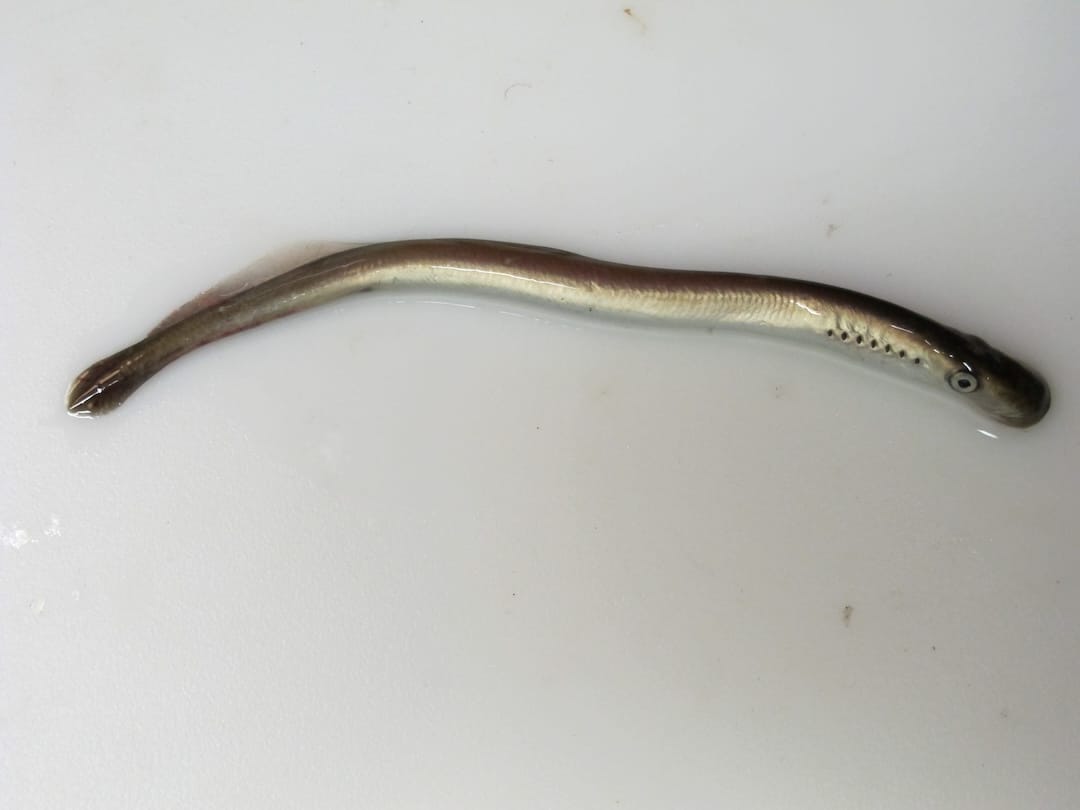Juvenile river lamprey showing silver sides and gill pores after three weeks in the Strait of Georgia.