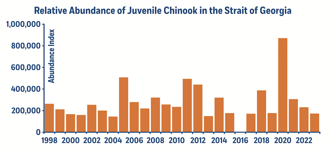 Bar graph displaying relative abundance index of juvenile Chinook salmon in the Strait of Georgia from 1998 to 2023.