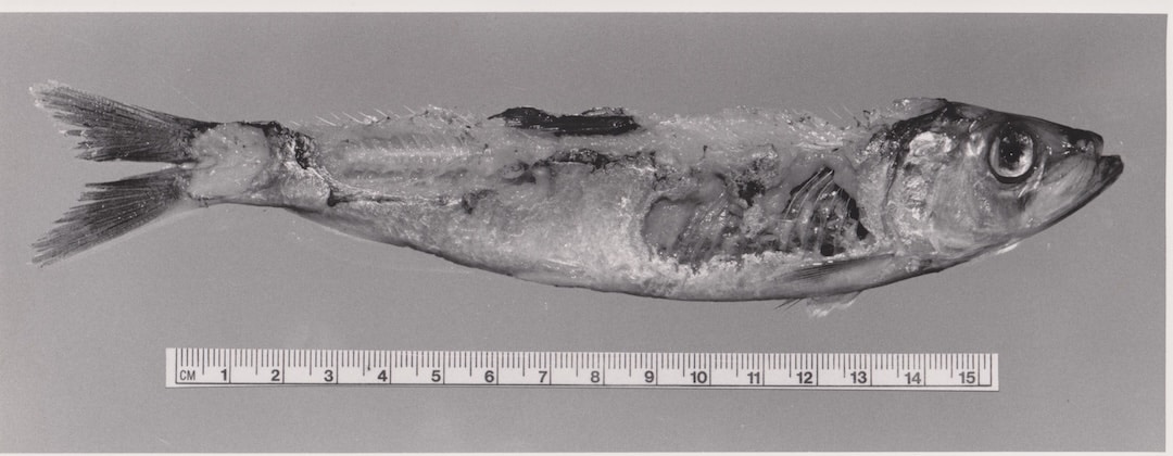 Pacific herring showing severe flesh wounds caused by predatory feeding of a western river lamprey.