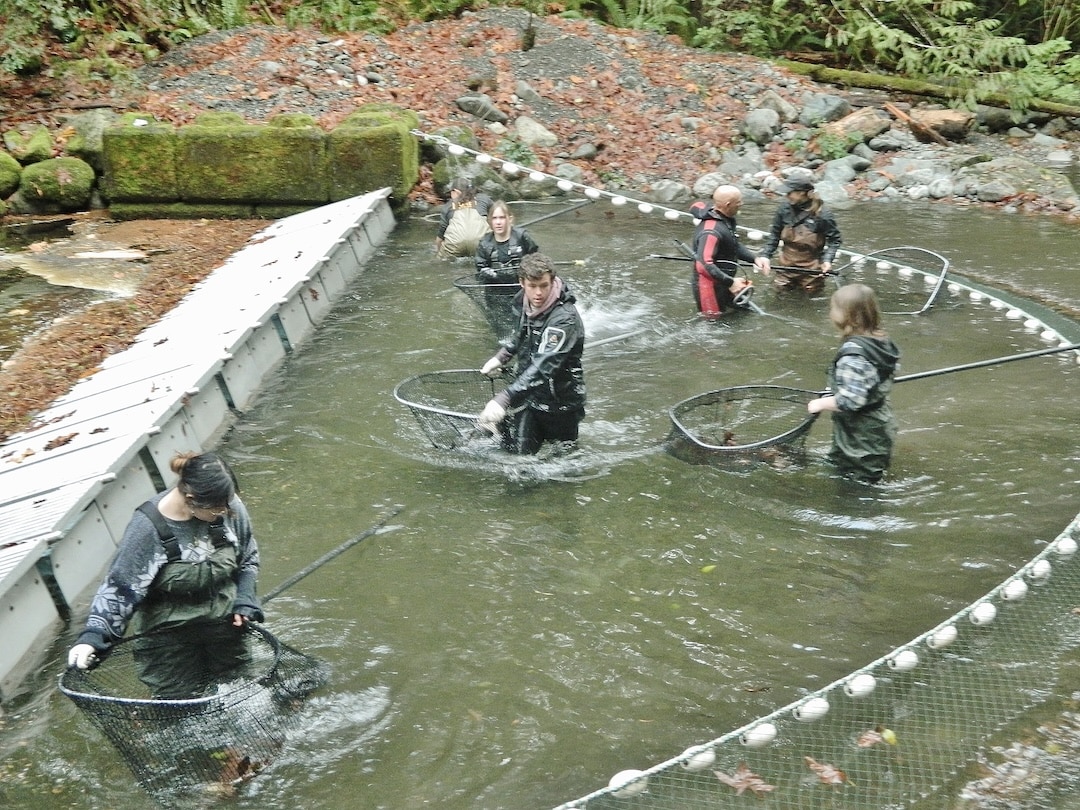 Coho salmon broodstock capture at the Goldstream River counting fence