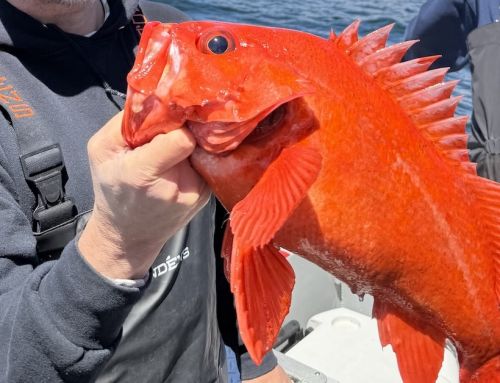 Rockfish Sting Treatment: Myths vs. Facts