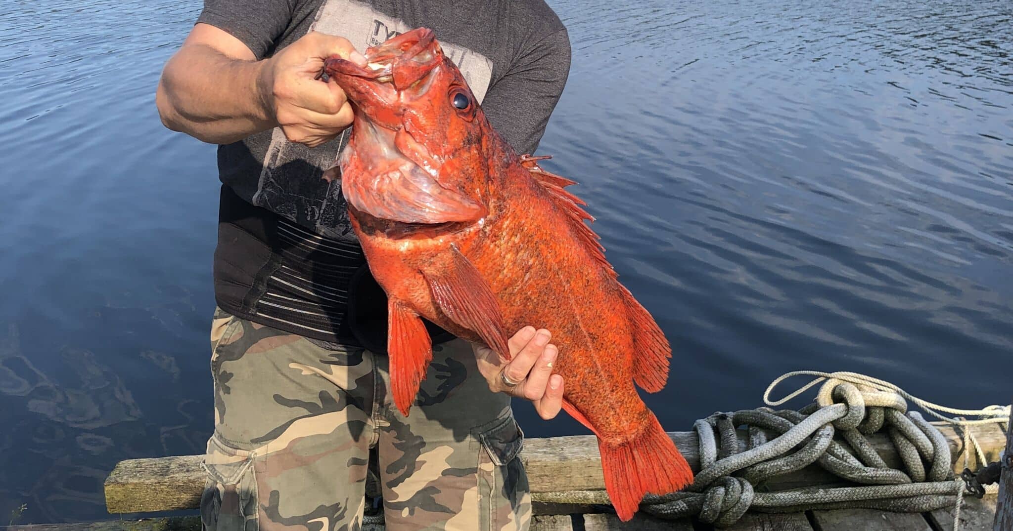Rockfish Sting Treatment: Myths vs. Hot Water Vibrant vermilion rockfish caught near Winter Harbour showing sharp dorsal spines requiring rockfish sting treatment