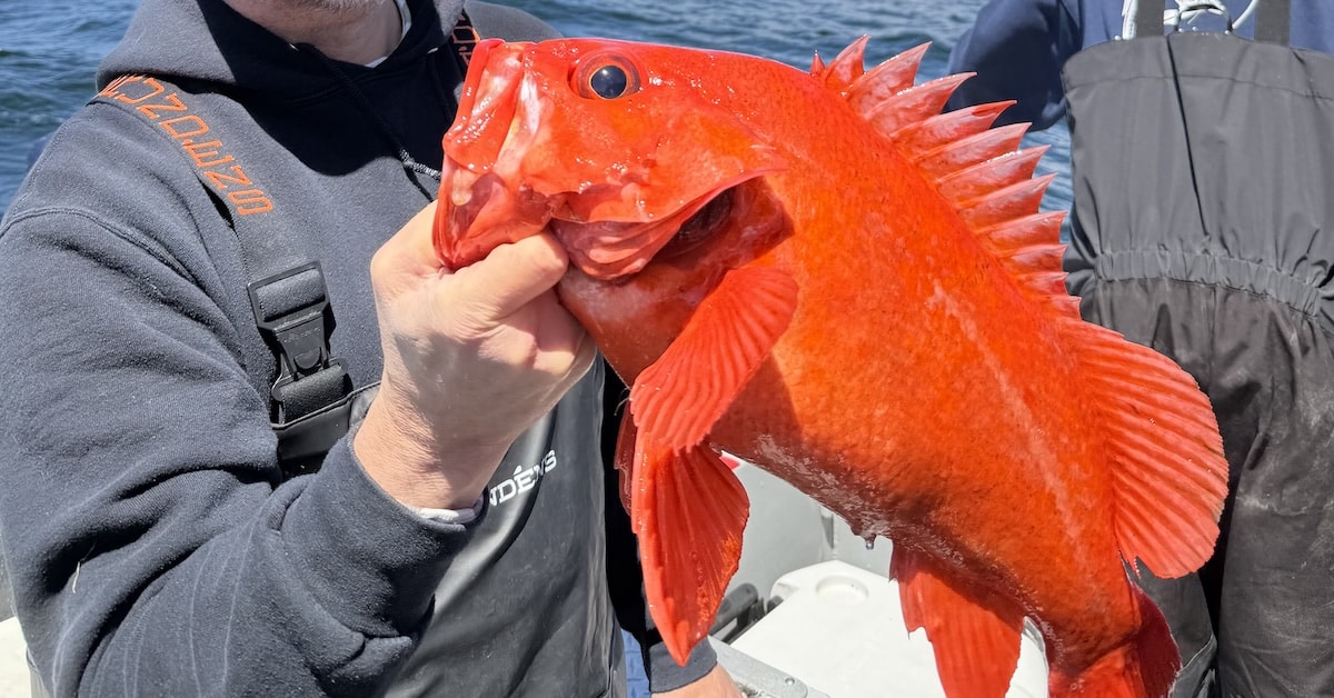 Vibrant vermilion rockfish held safely by lip showing extended erect dorsal spines requiring rockfish sting treatment if touched