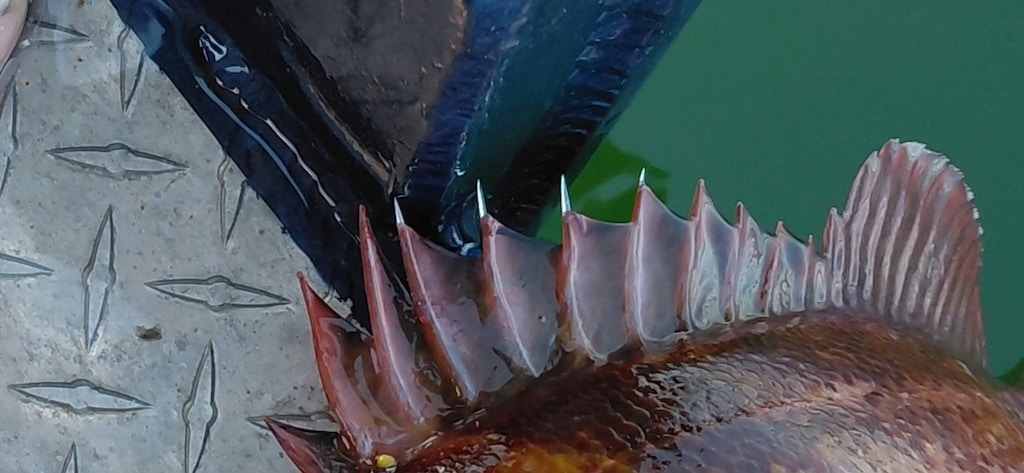Rockfish Sting Treatment: Myths vs. Hot Water Extreme close-up of sharp rockfish dorsal spines resting on diamond plate boat deck