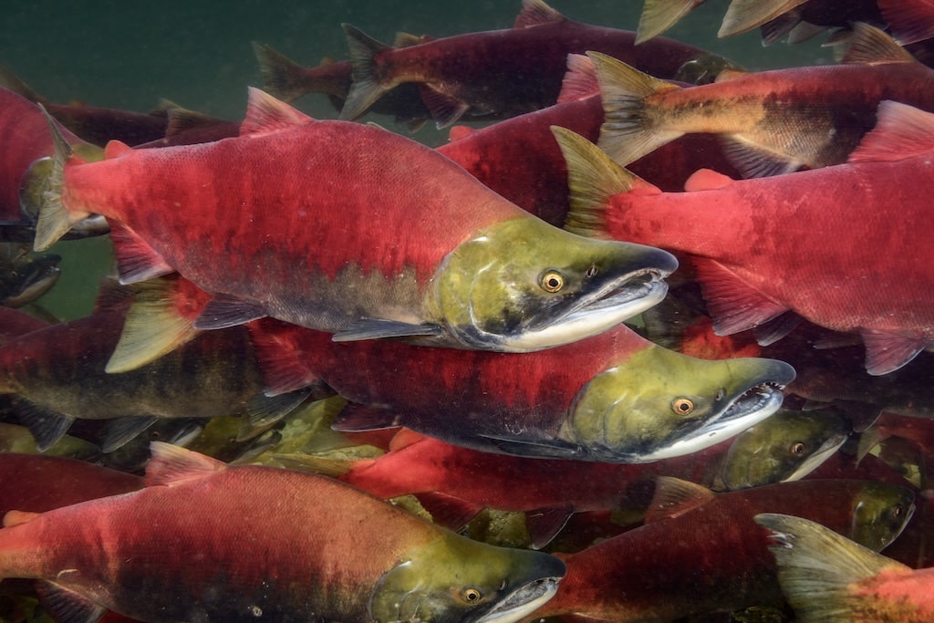 Fraser sockeye salmon ascending through challenging freshwater conditions
