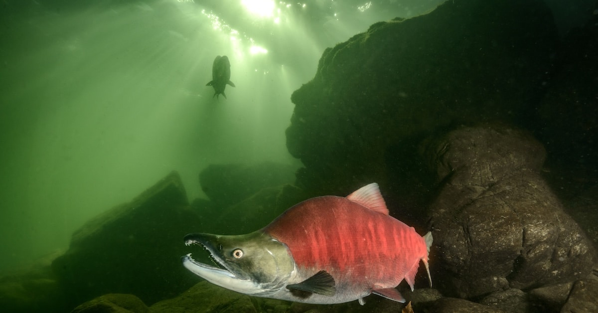 Fraser Sockeye 2026. Sockeye shown underwater