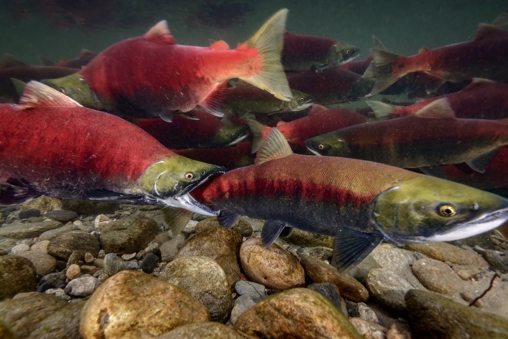 Spawning sockeye salmon in the Adams River for the Fraser sockeye 2026 cycle
