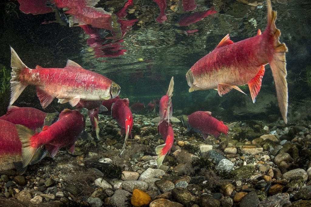 Adult Fraser sockeye salmon in vivid spawning colors