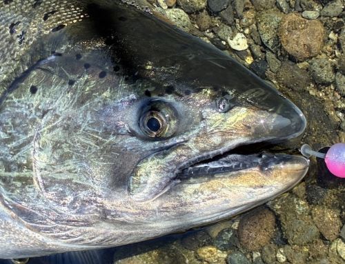 Somass River Salmon Fishing: Low-Water Tactics