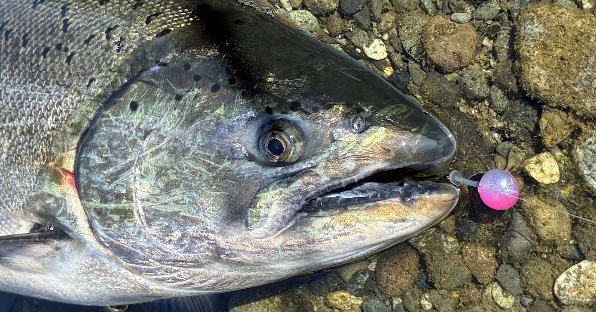 Somass River Salmon Fishing Vancouver Island Chinook Salmon on a bead