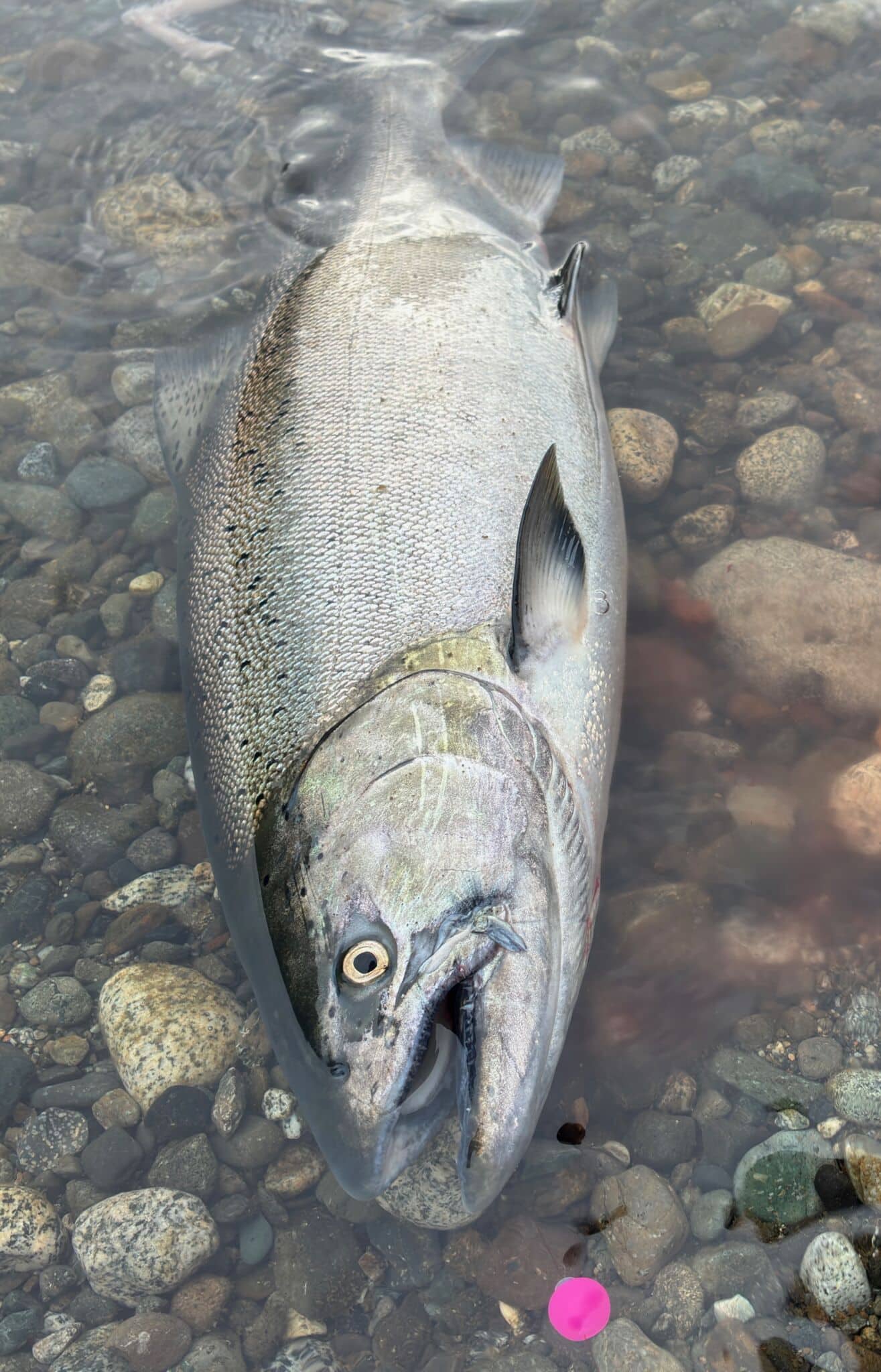 Somass River Salmon Fishing: Low-Water Tactics Somass River Salmon Fishing for Chinook salmon caught using soft bead rig on the Somass River