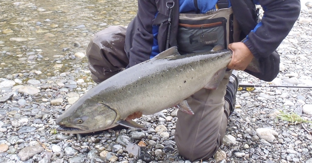 How to Make Salmon and Steelhead Spinners West Coast salmon hooked on a custom river spinner