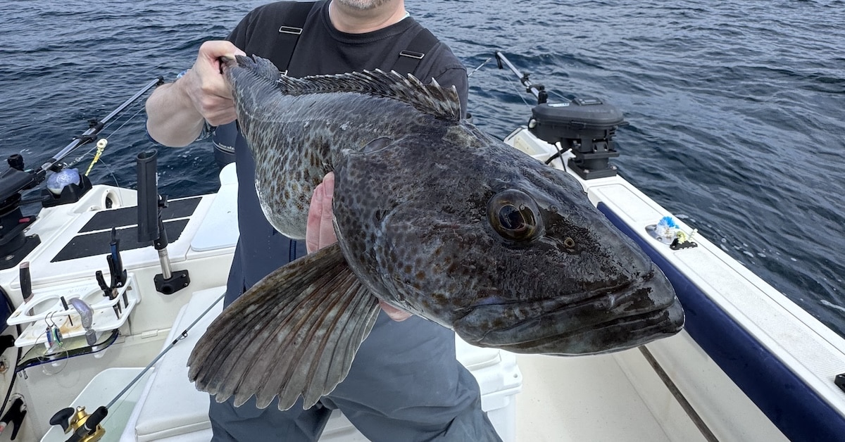 Pipe Jigs for Lingcod are a sure win. HEre's an angler holding a recent catch of a blue lincod