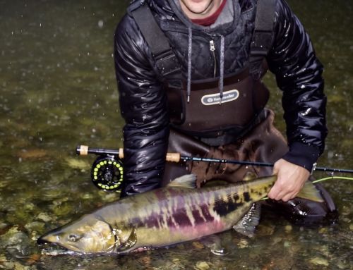 Sooke River Salmon Fishing: Fall Fly Guide & Ethics