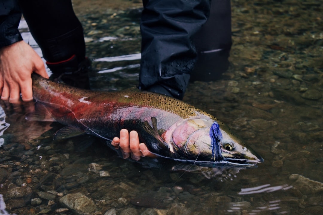 Sooke River Salmon Fishing: Fall Fly Guide & Ethics Chum salmon hooked cleanly on a purple fly pattern in the river